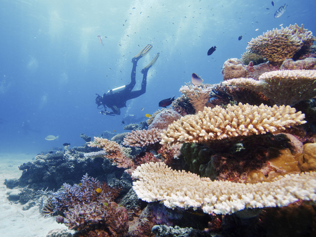 Desending scube diver onto great barrier reef