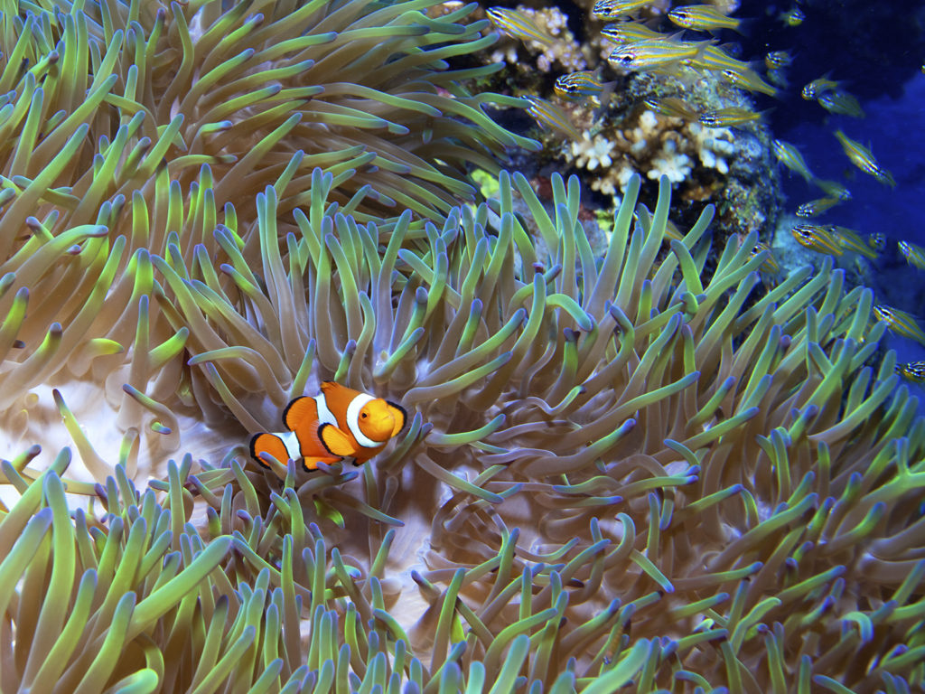Clown fish Nemo Fish