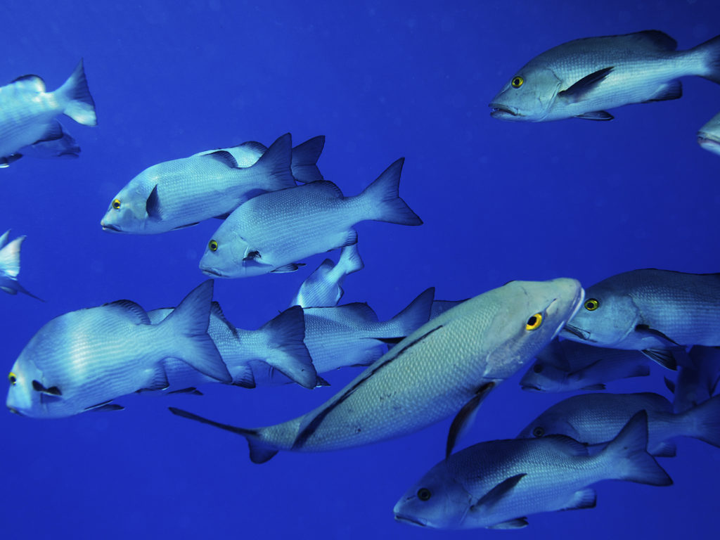 Underwater photography, great barrier reef school of fish